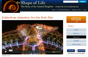 Sea Star Body Plan